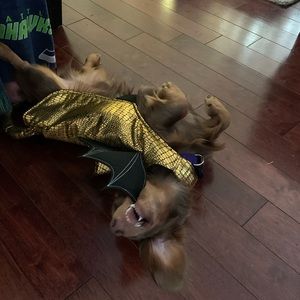 Gently Loved Dog Costume